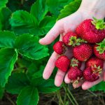 Woman farmer holding fistful of big ripe strawberries