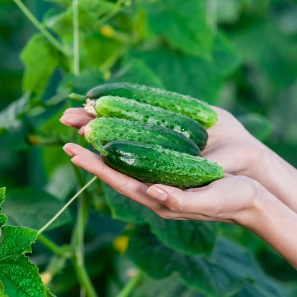 women-hand-holding-fresh-cucumbers