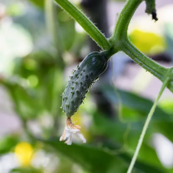 young cucumber grow in a private garden