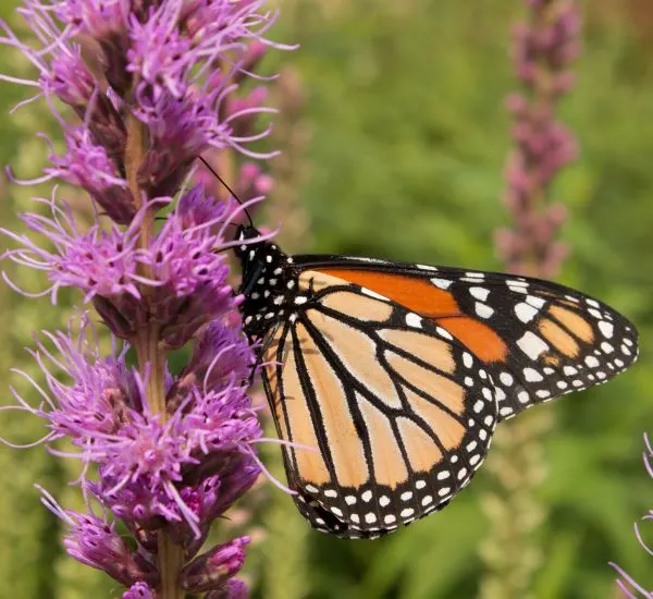 Blazing star wildflower with butterfly on it