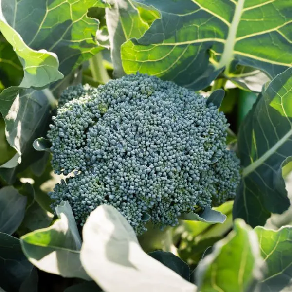 Broccoli plant growing in field pictured from above
