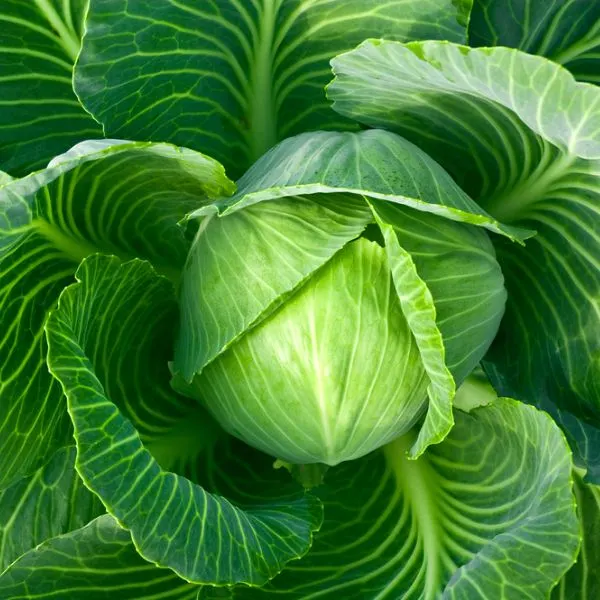 Cabbage head close-up