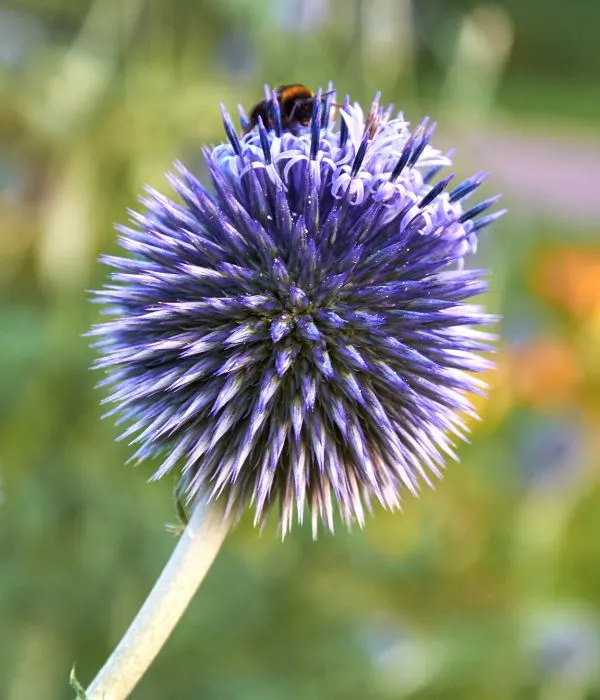Close up of Globe thistle (Echinops ritro) flower with bee on it