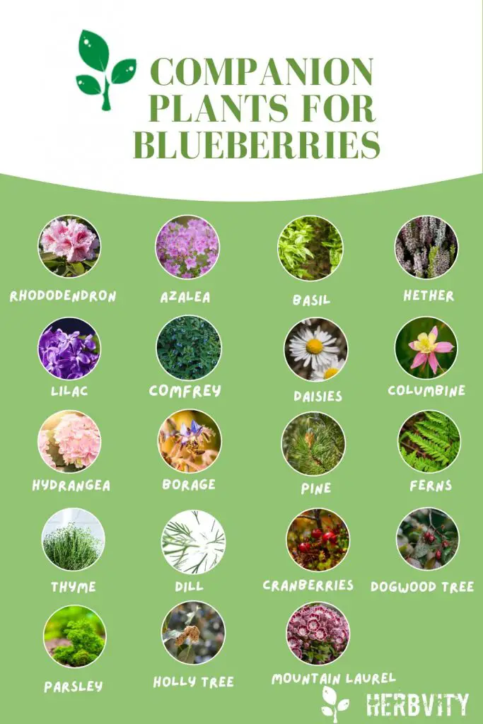 Companion Plants for Blueberries infographic