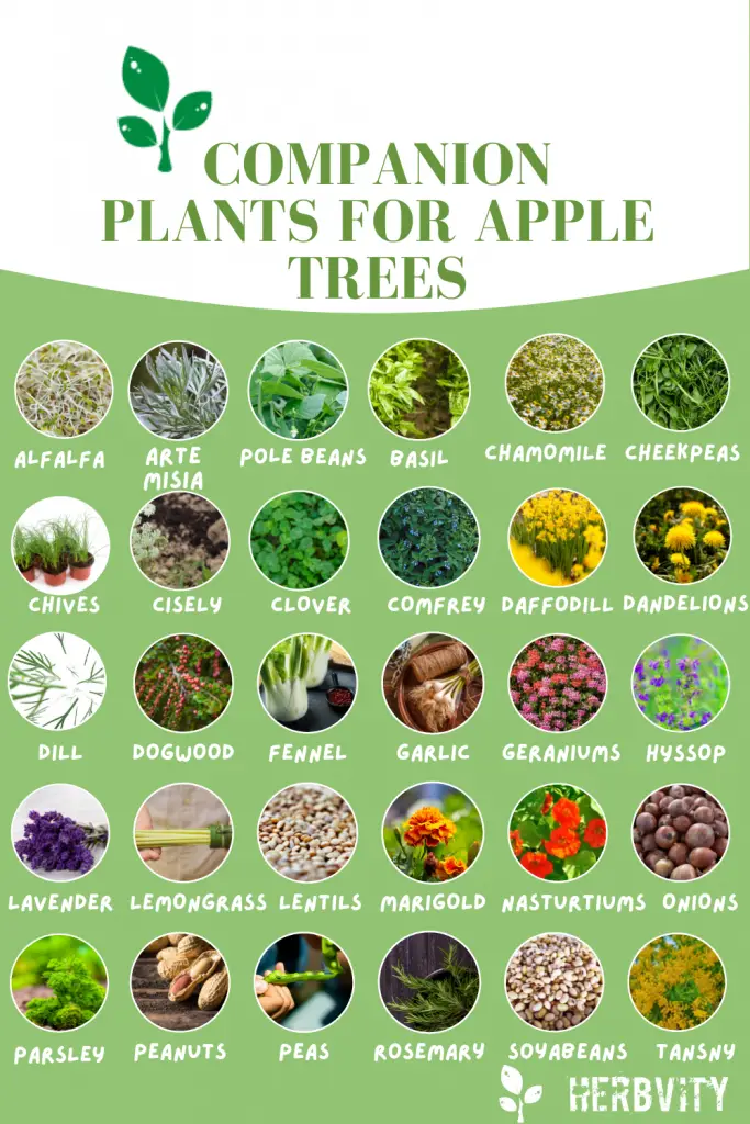 Companion plant infographic for apple trees