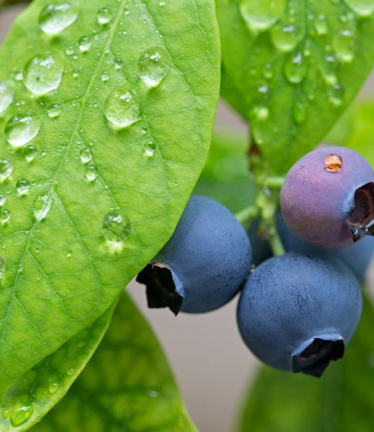Companion plants for blueberries