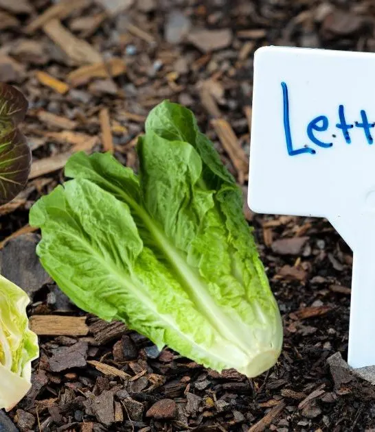Companion plants for lettuce