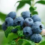 Moist blueberries ready to be picked