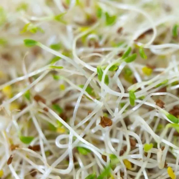 a-closeup-shot-of-fresh-and-raw-alfalfa-sprouts