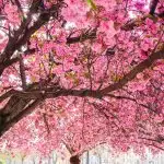 beautiful-sakura-or-cherry-trees-with-pink-flowers-in-spring