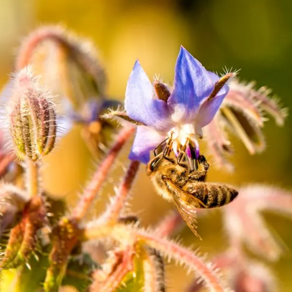 bee-on-flower-of-a-borage