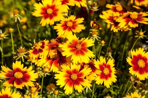 blanket flower yellow daisy with red center