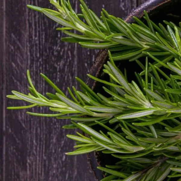bowl-of-rosemary-on-wooden-background