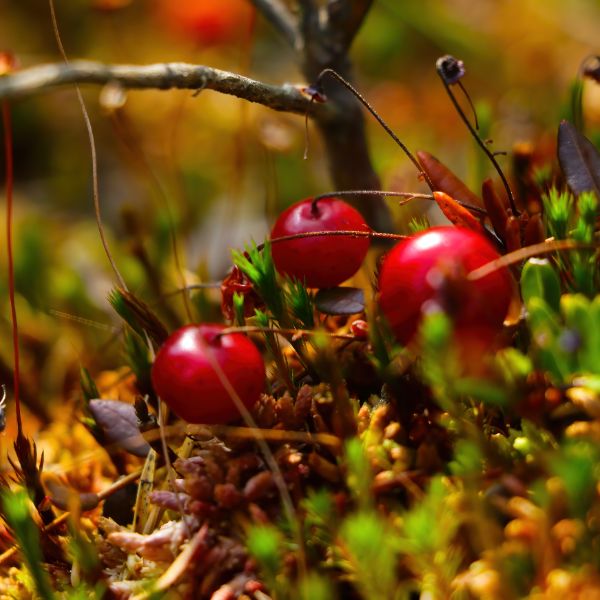 bright-red-cranberries-grow-in-the-swamp-in-autumn