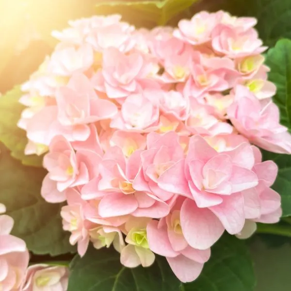 bush-of-blooming-pink-hydrangea-or-hortensia-flowers
