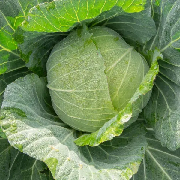 Cabbage plant with green leaves