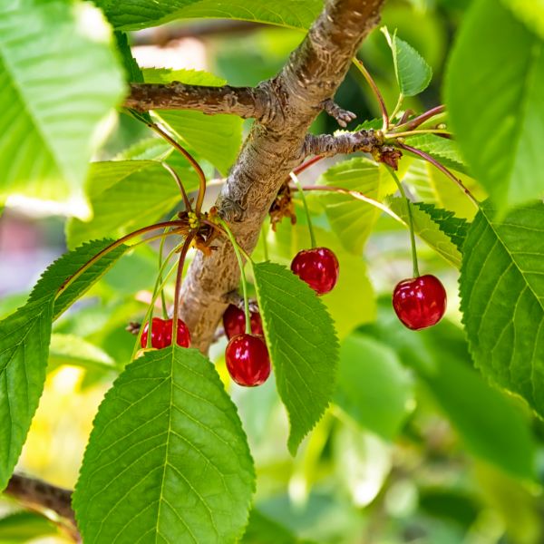 cherries hanging on a cherry tree branch between leaves red and sweet
