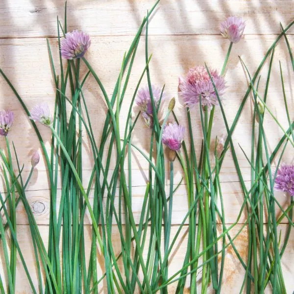 chives in bloom in the garden