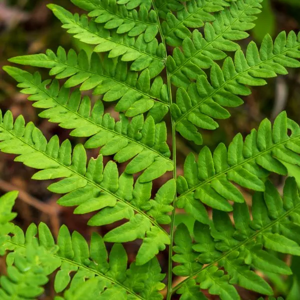 close-up-leaves-of-the-ferns-in-the-forest