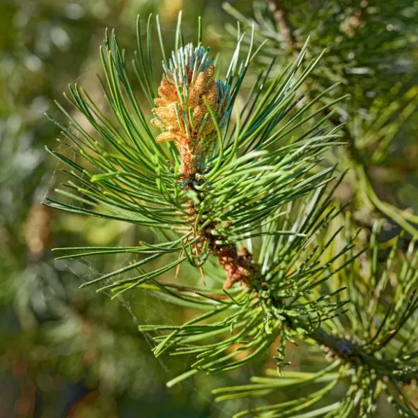 closeup-of-a-pine-tree-branch-growing-in-a-nature-park-or-garden-coniferous-forest-plant