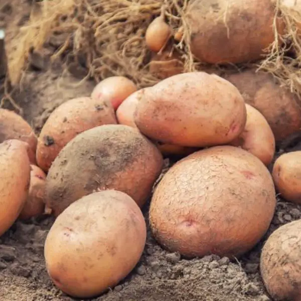 dig-potatoes-in-the-garden-selective-focus