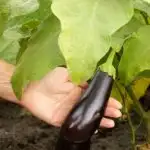 eggplants-growing-on-bush-in-the-garden