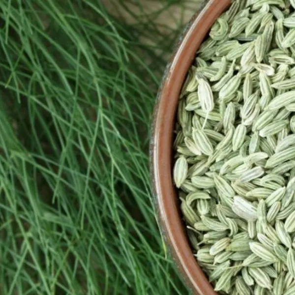 Fennel seeds with fennel plant 