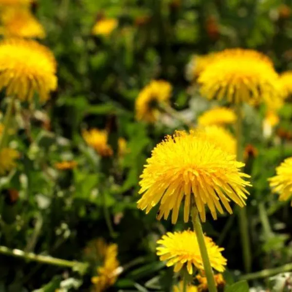 field-of-yellow-dandelion