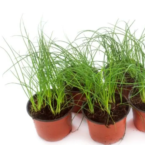 five-chives-plants-on-a-white-background