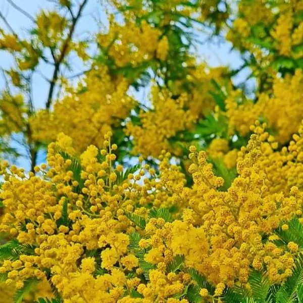flowering-yellow-tansy-bushes-in-the-park-in-the-spring