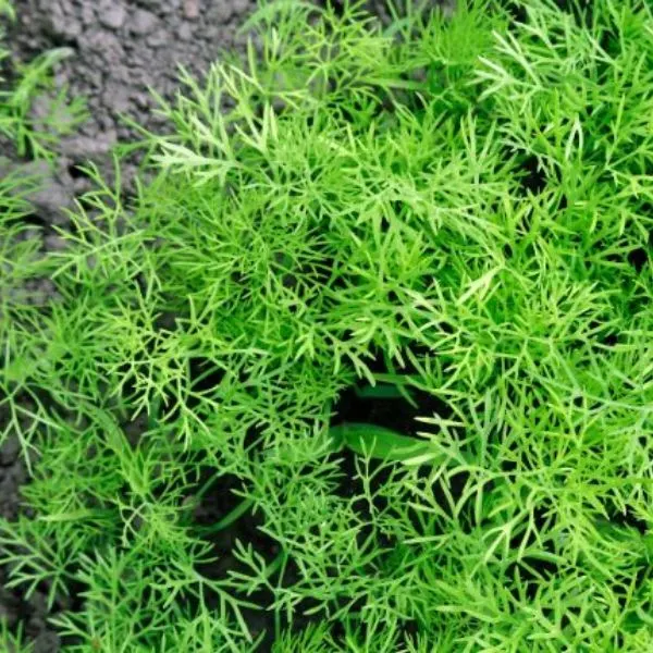 green-onion-and-dill-in-the-garden