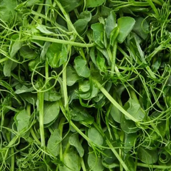 Green peas microgreens background