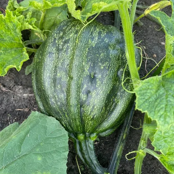 Green pumpkin in the garden