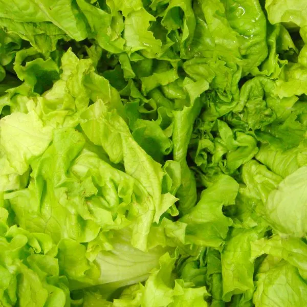 Fresh green leaves of lettuce