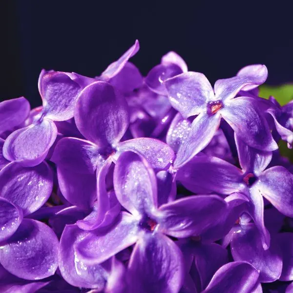 macro-image-of-spring-lilac-violet-flowers