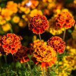 Orange-red marigolds flowers in a garden