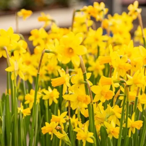 narcissus-or-daffodil-flowers