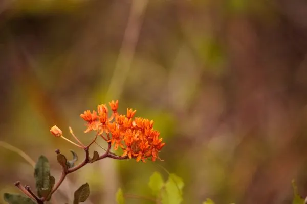 orange flower of butterfly weed asclepias tuberosa