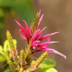 Companion plants for echinacea, pink colored bee balm spikey flower monarda didyma
