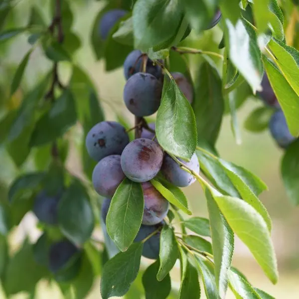 plums in the garden on a branch of a tree ripe