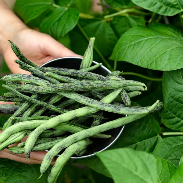 Pole beans in a bowl harvest in a garden