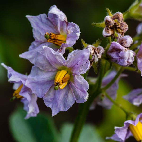 purple-flowers-of-potato-plant