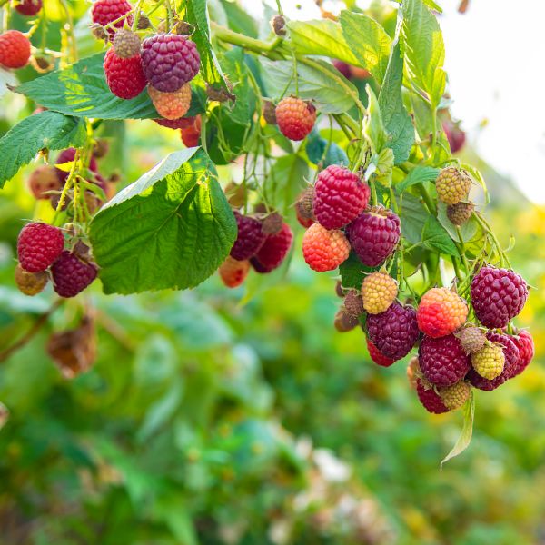raspberries-grow-in-the-garden-selective-focus