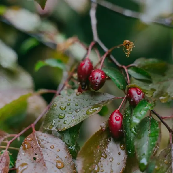 red-dogwood-berries-on-a-tree-in-raindrops
