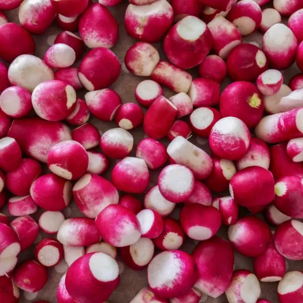 Heap of red radishes