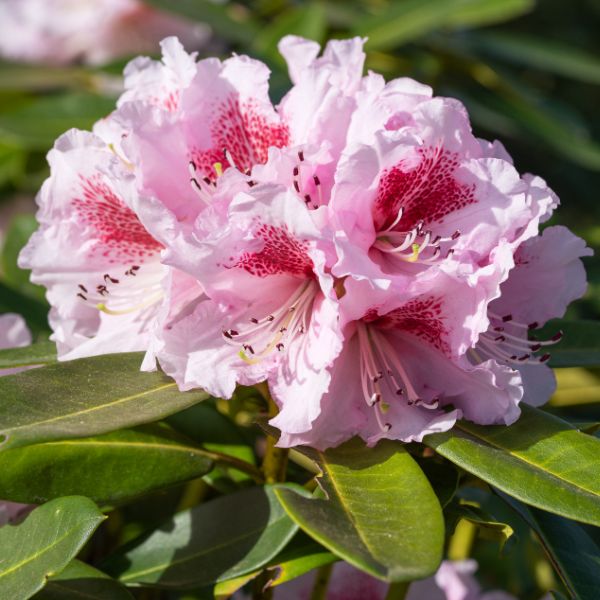 rhododendron-hybrid-belami-rhododendron-hybrid