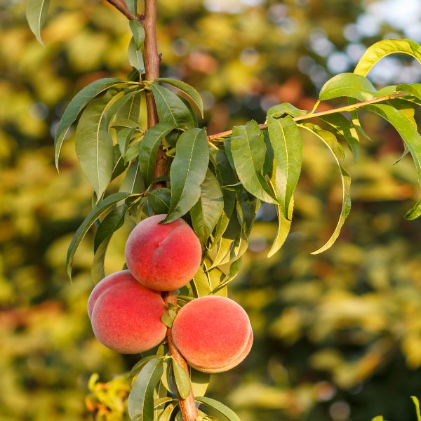 ripe peaches hanging on the tree