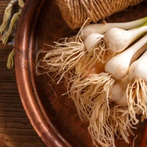 Spring organice garlic 