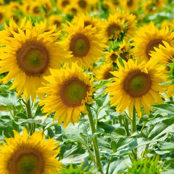 sunflower-in-the-field