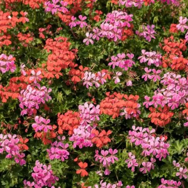 surface-with-many-blooming-pelargoniums-or-geraniums-flowers-nature-background.